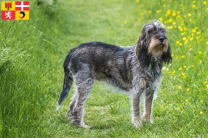Lire la suite à propos de l’article Griffon Bleu de Gascogne Éleveurs et chiots en Auvergne-Rhône-Alpes