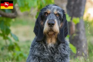 Lire la suite à propos de l’article Griffon Bleu de Gascogne Éleveurs et chiots en Basse-Saxe