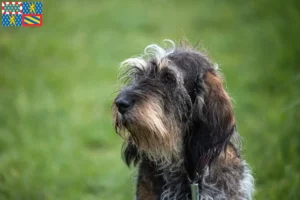 Lire la suite à propos de l’article Griffon Bleu de Gascogne Éleveurs et chiots en Bourgogne-Franche-Comté