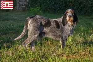 Lire la suite à propos de l’article Griffon Bleu de Gascogne Éleveurs et chiots à Brême