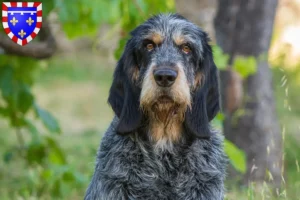 Lire la suite à propos de l’article Griffon Bleu de Gascogne Éleveurs et chiots en Centre-Val de Loire