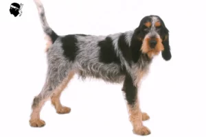 Lire la suite à propos de l’article Griffon Bleu de Gascogne Éleveurs et chiots en Corse
