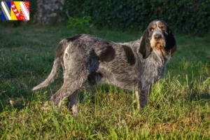 Lire la suite à propos de l’article Griffon Bleu de Gascogne Éleveurs et chiots en Grand Est