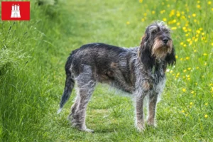 Lire la suite à propos de l’article Griffon Bleu de Gascogne Éleveurs et chiots à Hambourg