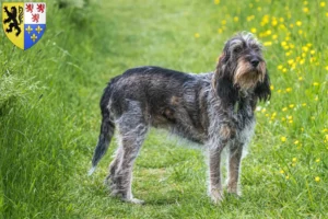 Lire la suite à propos de l’article Griffon Bleu de Gascogne Éleveurs et chiots en Hauts-de-France