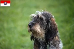 Lire la suite à propos de l’article Griffon Bleu de Gascogne Éleveurs et chiots en Hesse