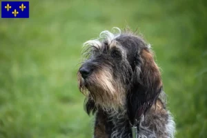 Lire la suite à propos de l’article Griffon Bleu de Gascogne Éleveurs et chiots en Île-de-France