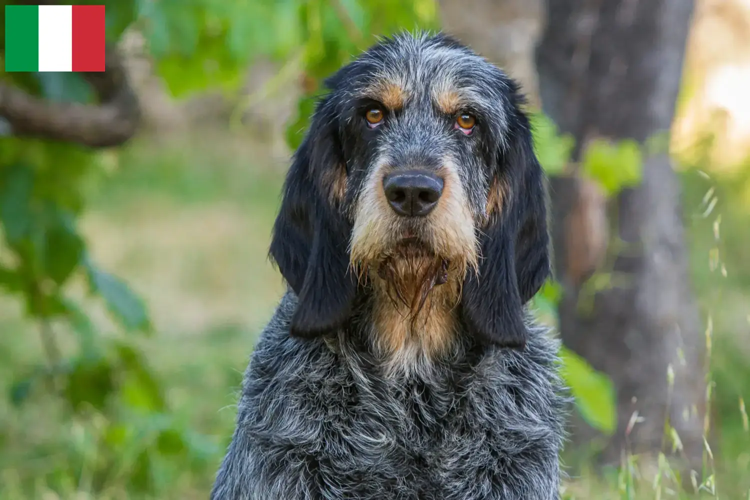 Griffon Bleu de Gascogne Chiots et éleveurs Italie Ici, tu trouveras des éleveurs de Griffon Bleu de Gascogne en Italie.