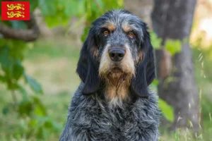 Lire la suite à propos de l’article Griffon Bleu de Gascogne Éleveurs et chiots en Normandie