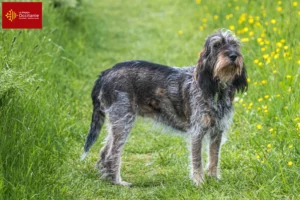 Lire la suite à propos de l’article Griffon Bleu de Gascogne Éleveurs et chiots en Occitanie