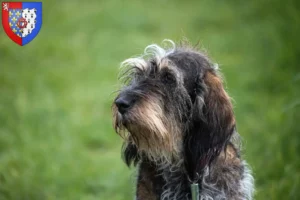 Lire la suite à propos de l’article Griffon Bleu de Gascogne Éleveurs et chiots en Pays de la Loire