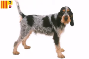 Lire la suite à propos de l’article Griffon Bleu de Gascogne Éleveurs et chiots en Provence-Alpes-Côte d’Azur