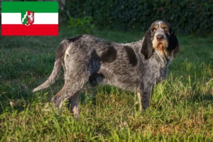 Lire la suite à propos de l’article Griffon Bleu de Gascogne Éleveurs et chiots en Rhénanie-du-Nord-Westphalie