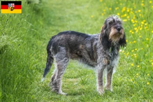 Lire la suite à propos de l’article Griffon Bleu de Gascogne Éleveurs et chiots en Sarre