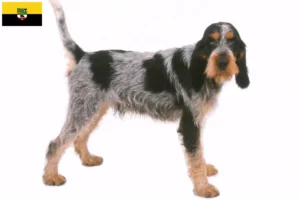 Lire la suite à propos de l’article Griffon Bleu de Gascogne Éleveurs et chiots en Saxe-Anhalt