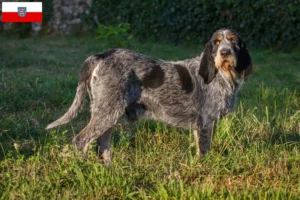 Lire la suite à propos de l’article Griffon Bleu de Gascogne Éleveurs et chiots en Thuringe