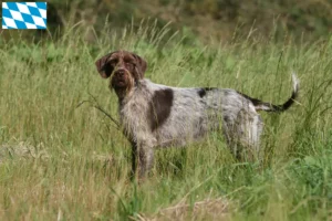 Lire la suite à propos de l’article Griffon d’arrêt à poil dur Éleveurs et chiots en Bavière