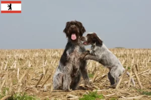 Lire la suite à propos de l’article Griffon d’arrêt à poil dur Éleveurs et chiots à Berlin