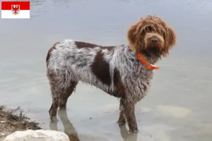 Lire la suite à propos de l’article Griffon d’arrêt à poil dur Éleveurs et chiots dans le Brandebourg