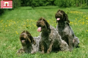 Lire la suite à propos de l’article Griffon d’arrêt à poil dur Éleveurs et chiots à Brême