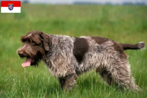Lire la suite à propos de l’article Griffon d’arrêt à poil dur Éleveurs et chiots en Hesse