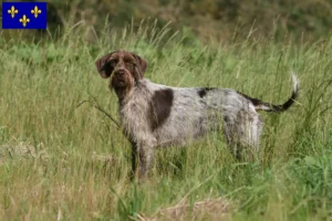 Lire la suite à propos de l’article Griffon d’arrêt à poil dur Éleveurs et chiots en Île-de-France