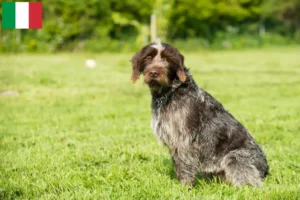 Lire la suite à propos de l’article Griffon d’arrêt à poil dur Éleveurs et chiots en Italie