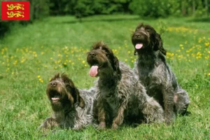 Lire la suite à propos de l’article Griffon d’arrêt à poil dur Éleveurs et chiots en Normandie