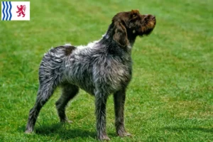 Lire la suite à propos de l’article Griffon d’arrêt à poil dur Éleveurs et chiots en Nouvelle-Aquitaine