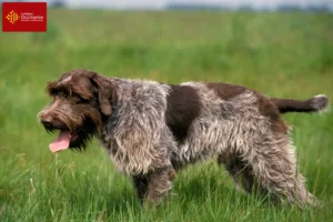 Lire la suite à propos de l’article Griffon d’arrêt à poil dur Éleveurs et chiots en Occitanie