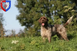 Lire la suite à propos de l’article Griffon d’arrêt à poil dur Éleveurs et chiots en Pays de la Loire