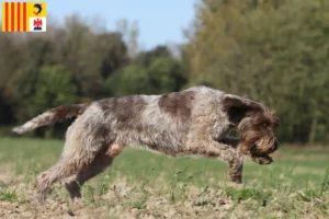 Lire la suite à propos de l’article Griffon d’arrêt à poil dur Éleveurs et chiots en Provence-Alpes-Côte d’Azur