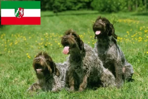 Lire la suite à propos de l’article Griffon d’arrêt à poil dur Éleveurs et chiots en Rhénanie-du-Nord-Westphalie