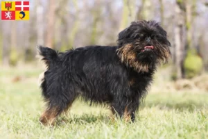 Lire la suite à propos de l’article Éleveurs de Griffons nains belges et chiots en Auvergne-Rhône-Alpes