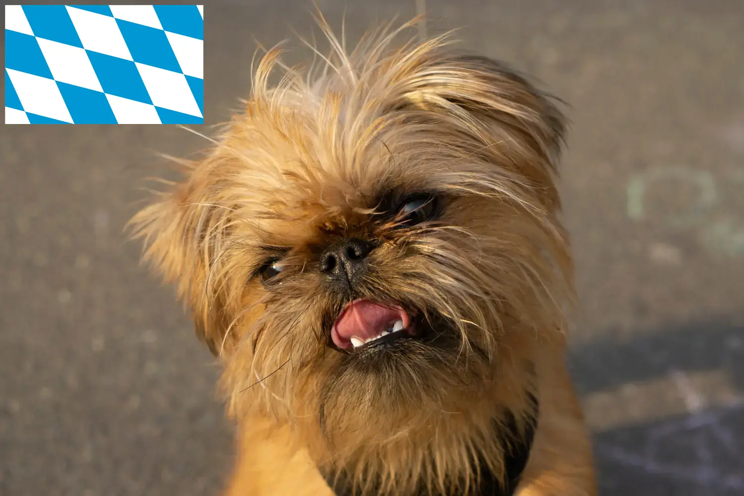 Griffon nain belge chiots et éleveurs Bavière Ici, tu trouveras des éleveurs de griffons nains belges en Bavière.