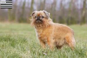Lire la suite à propos de l’article Éleveurs de Griffons nains belges et chiots en Bretagne