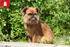 Lire la suite à propos de l’article Éleveurs de Griffons nains belges et chiots à Hambourg