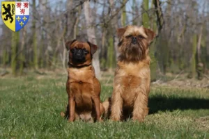 Lire la suite à propos de l’article Éleveurs de Griffons nains belges et chiots en Hauts-de-France