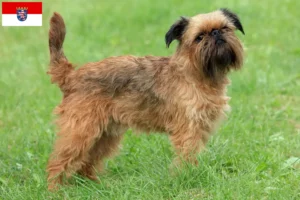 Lire la suite à propos de l’article Éleveurs de Griffons nains belges et chiots en Hesse
