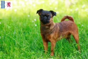 Lire la suite à propos de l’article Éleveurs de Griffons nains belges et chiots en Nouvelle-Aquitaine
