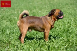 Lire la suite à propos de l’article Éleveurs de Griffons nains belges et chiots en Occitanie