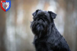 Lire la suite à propos de l’article Éleveurs de Griffons nains belges et chiots en Pays de la Loire