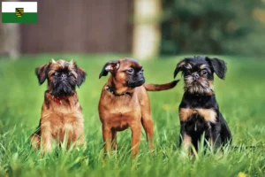 Lire la suite à propos de l’article Griffon nain belge éleveurs et chiots en Saxe