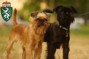 Lire la suite à propos de l’article Éleveurs de Griffons nains belges et chiots en Styrie