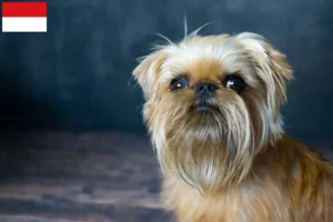 Lire la suite à propos de l’article Éleveurs de Griffons nains belges et chiots à Vienne