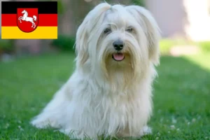 Lire la suite à propos de l’article Éleveurs de havanais et chiots en Basse-Saxe