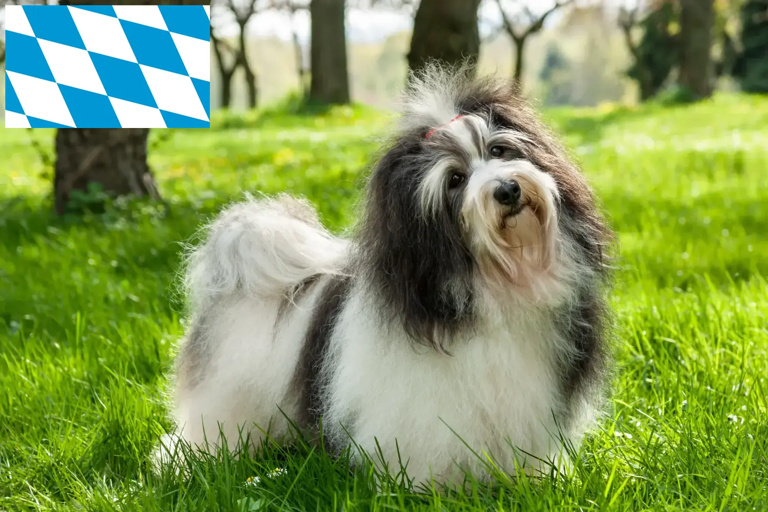 Havanais chiots et éleveurs Bavière Ici, tu trouveras des éleveurs de Bichons havanais en Bavière.