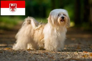 Lire la suite à propos de l’article Éleveurs de havanais et chiots dans le Brandebourg