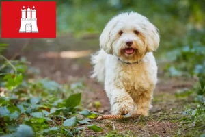 Lire la suite à propos de l’article Éleveurs de havanais et chiots à Hambourg