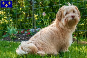 Lire la suite à propos de l’article Éleveurs de havanais et chiots en Île-de-France